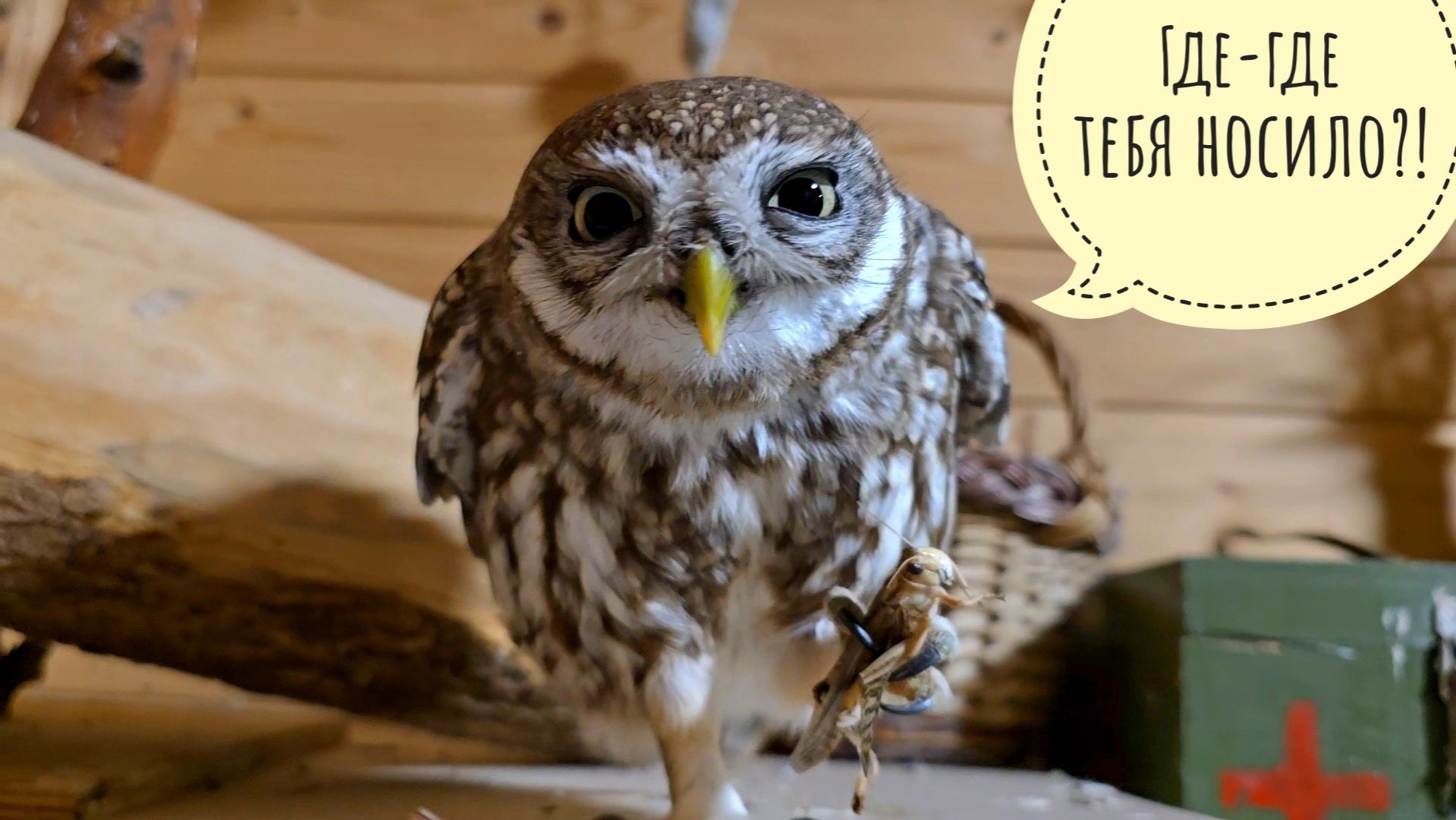 Сыч Лучик бьёт меня за опоздание с ужином из-за поездки в Москву. Показываю, чёкупила из растений смотреть онлайн