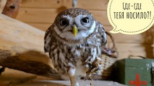 Сыч Лучик бьёт меня за опоздание с ужином из-за поездки в Москву. Показываю, чёкупила из растений