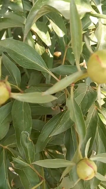 Пиончик! смотреть онлайн