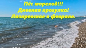 Большая прогулка и пес мореход! Лазаревское в феврале 2026.