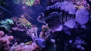 Крылатка-зебра. Красивая рыбка с неприятным сюрпризом. Океанариум РИО