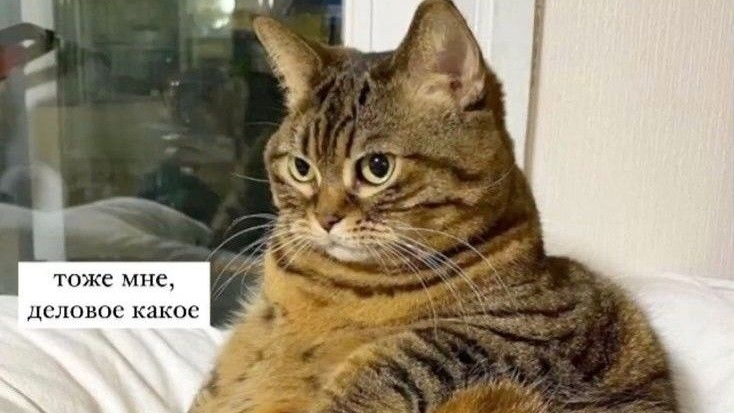 Мемасы с животными