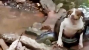 В Бразилии собака пережила нападение шестиметровой змеи