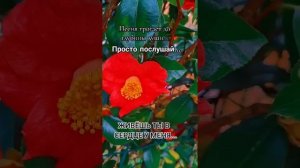 Оксана Сычкова (Skazka) - Живёшь ты в сердце у меня «