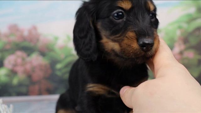 Гармония из Страны Грёз