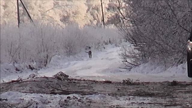 ОХОТА НА ЗАЙЦА.Зима минус 27* РГ ч.п/ч Сигнал (Плакуня) и Свирель вл.Шатров В.А.#охота#топ#hunting смотреть онлайн