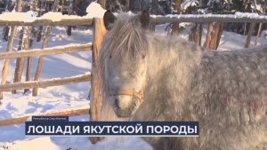 Дальний Восток на связи / Якутские и приморские лошади