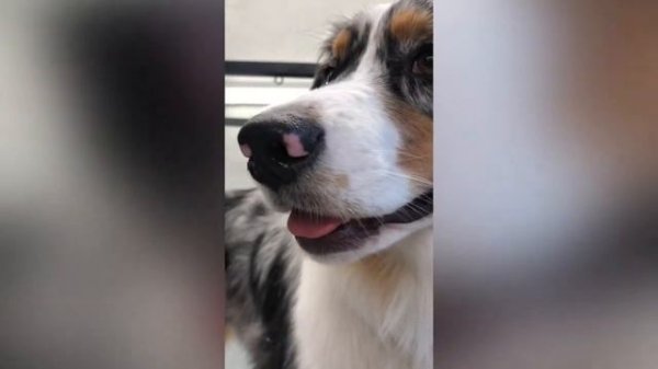 Экспресс-линька Аусси в Москве