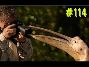 Смешные животные / Смешные коты / Собаки / Залипательное видео #114