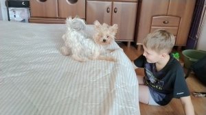 Йорк Кики. Защита дивана.