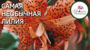 САМАЯ НЕОБЫЧНАЯ ЛИЛИЯ