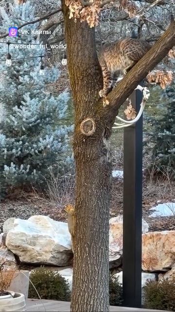 Animals play tag смотреть онлайн