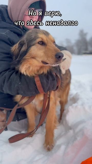 Я Тигра и ищу дом