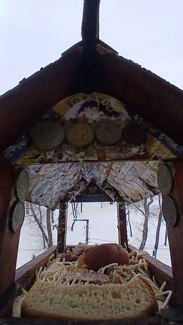 1000009742.mp4Кормушка.12.02.2026г.