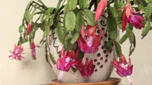 Мой шикарный декабрист, а мой НЕдоцветник))). Завтрак от Игорька. 11 февраля.