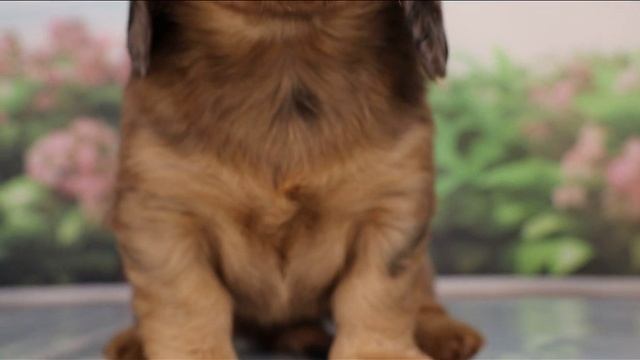 Галактика из Страны Грёз