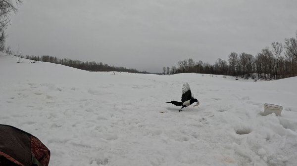 Разведка карьера. Сорока стащила рыбу