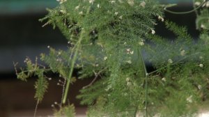 ЦВЕСТИ И ПАХНУТЬ