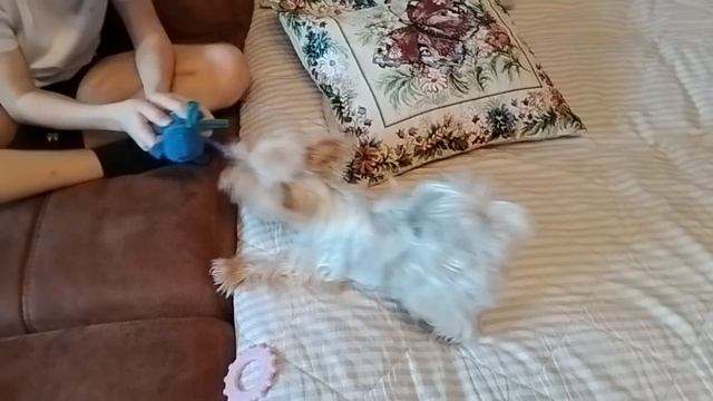 Йорк Кики. Борьба за добычу! Кто сильнее?!