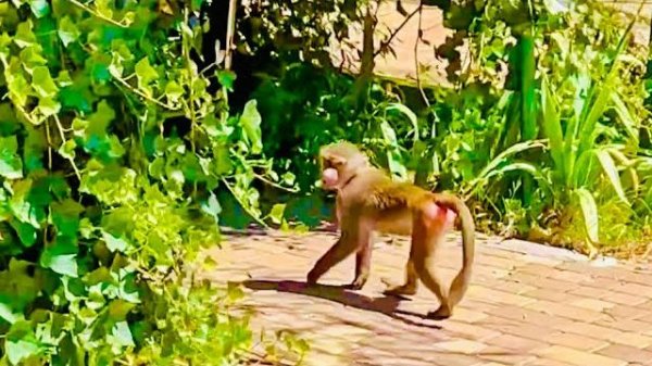 С Люсей распаковка НЕ ВОЗМОЖНА она гоняется за любимым котом, а мы за ней)))