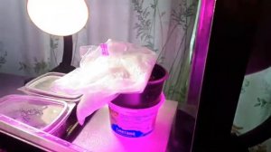 2227.  Вот и всходят перцы и цветы.ВПЛ.