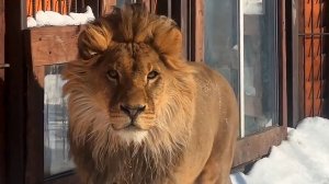 Шерхан божественно прекрасен. Стихи  о Шерхане от Екатерины.