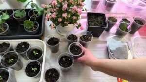 Ура 💃💃💃💃взошли декоротивный острый перец 🌶 и пеларгония🌺 💃💃💃💃сезон 2026.