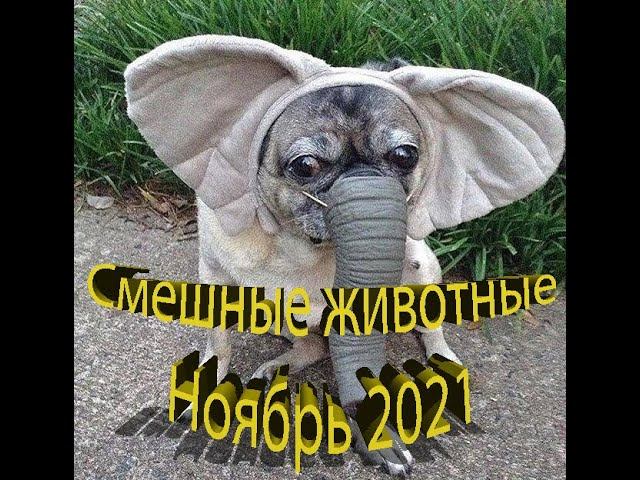 Смешные приколы ноябрь 2021/ Смешные животные/ Приколы с котами/ Приколы с кошками/ Смешные коты