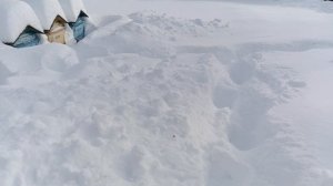 12.02.26. Пасека в сугробах! Фура растет!!!