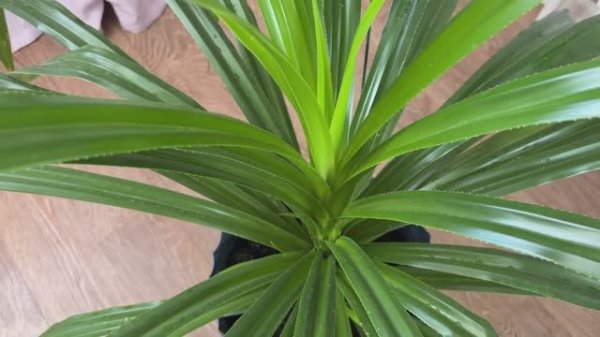 Панданус, лучшее растение для дома, но есть одна опасность