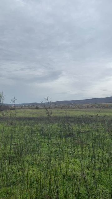 СПК «Лавандовый рай» г. Новороссийск, х. Ленинский путь