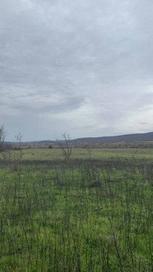 СПК «Лавандовый рай» г. Новороссийск, х. Ленинский путь