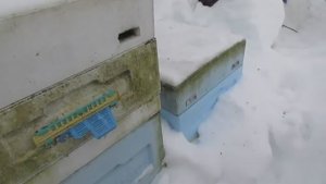 февраль , искуственный рой на ячейке 4,9 мм , хорошо зимует, подкормка не нужна , 12.02.2026