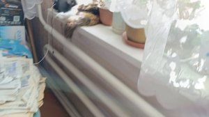 Загорают хвостики