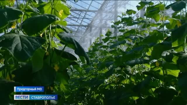 На Ставрополье появится еще один тепличный комплекс высокой мощности смотреть онлайн