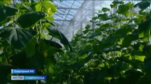 На Ставрополье появится еще один тепличный комплекс высокой мощности