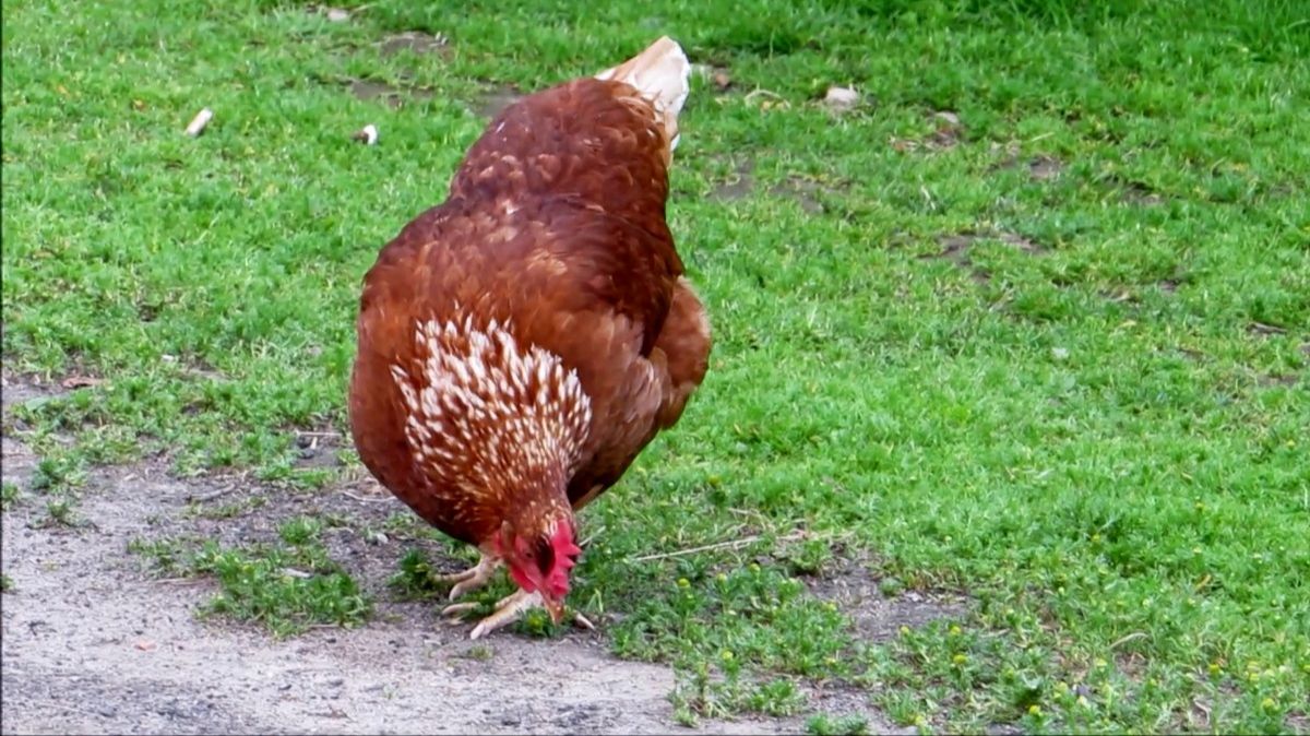 Деревенские куры