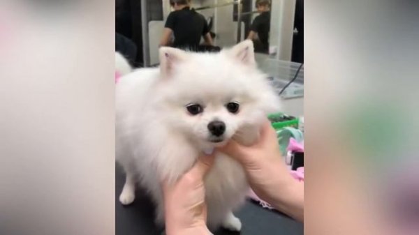 Окрашивание и стразы для собак