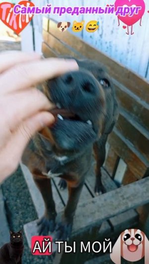 Животные приколы и не только😅