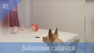 Забавные собачки #1. Сборник смешных видео с собаками.