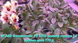 Продолжение мини обзора растений из предзаказного альбома на весну 2026. Ссылка на альбом в описании