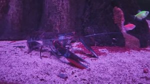 Голубой кубинский рак. Усатый красавчик. Тернеции. Флуоресцентные рыбки. Океанариум РИО