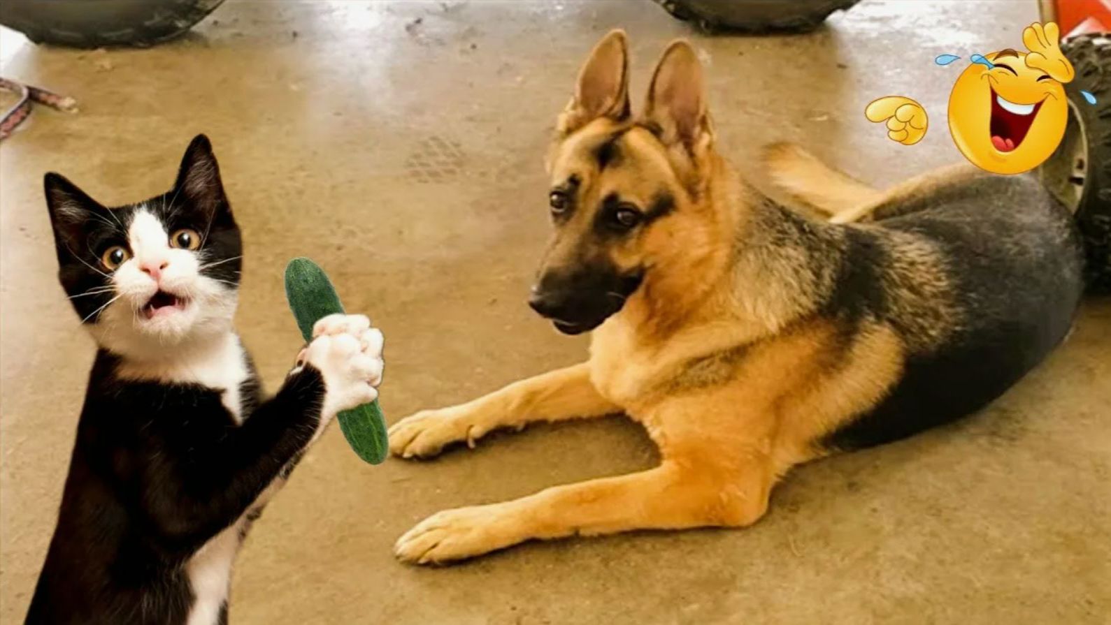 Видео приколы Забавные видео с кошками и собаками. Постарайтесь не смеяться 😂 #3 смотреть онлайн