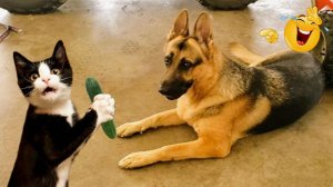 Видео приколы Забавные видео с кошками и собаками. Постарайтесь не смеяться 😂 #3