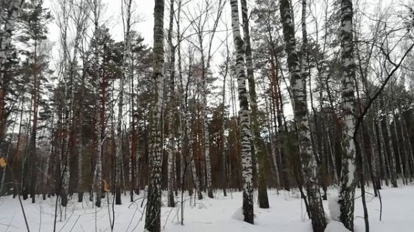 Из леса: про ограничения Telegram и свободу. Свобода как ресурс, возможность или инструмент? Баланс