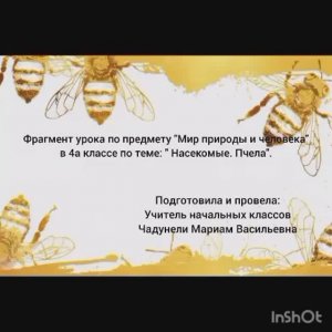 Видеофрагмент урока по теме «Насекомые. Пчела», мир природы и человека (МПЧ) 4а, АООП в.1