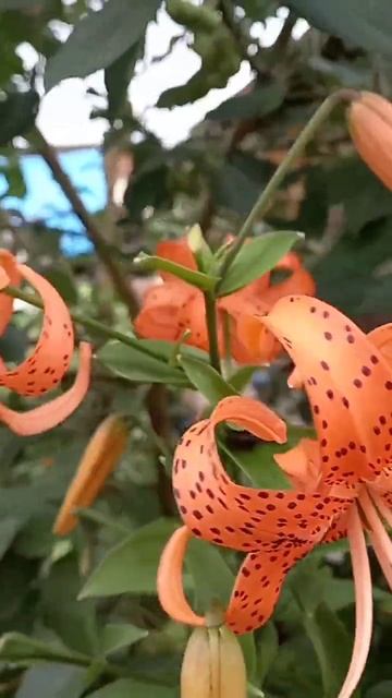 лето смотреть онлайн