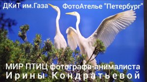 Интервью с фотографом-анималистом Ириной Кондратьевой на её выставке "НЕБА ЖИТЕЛИ" в ДКиТ им.Газа.