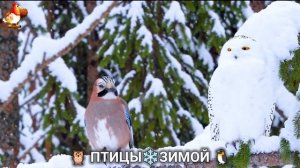 Птицы зимой в лесу 🐦_⬛🦉 🦤 видео для отдыха душой 🦅🌲(9)