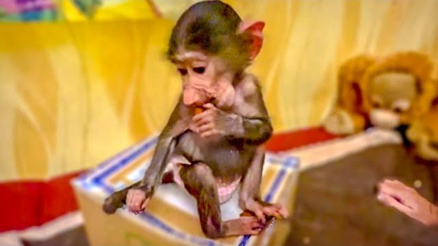 Степа с Басиком нашли НОВУЮ ИГРУШКУ, пустую почтовую коробку))) смотреть онлайн